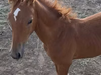 Horse (M), Arabian horse — photo 2