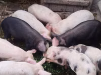Babi hutan, Pigs — foto 5