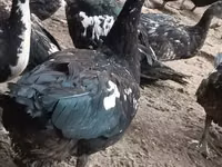 pato criollo doméstico — foto 5