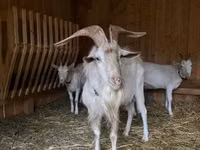 ஆண் வெள்ளாடு, Saanen goat — புகைப்படம் 1