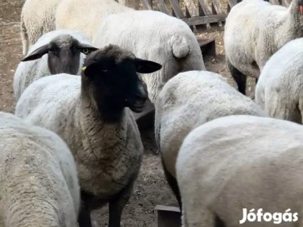 แกะตัวเมีย, Tsigai sheep