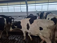 Cow, Holstein breed — photo 1