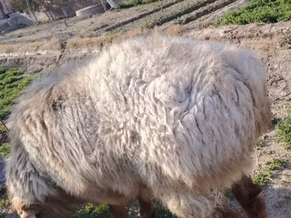 Ram, Arashan sheep — Uzbekistan