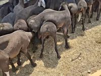 Ram, Blackheaded Persian sheep — photo 2