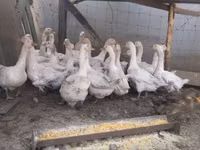 Geese — photo 5