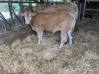 सांड, Blonde d’Aquitane cattle — फ़ोटो 3