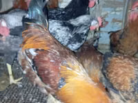 Chickens — снимка 3