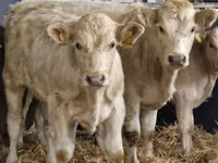Cattle (batch, sex not specified), Charolais cattle — photo 3