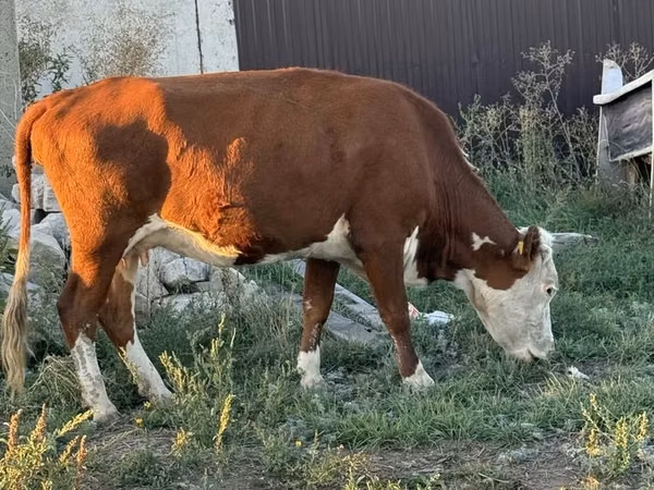 Cow, White-headed Ukrainian — Kazakhstan