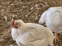 Geese — ছবি 7
