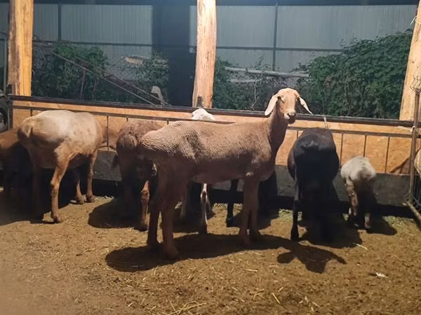 Sheep, Sheep