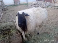Ram, Blackheaded Persian sheep — photo 1