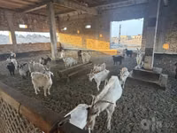 แพะตัวเมีย, Saanen goat — รูปภาพ 2