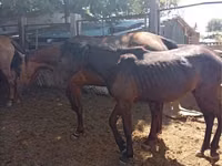 Horse (M), Horses — photo 2