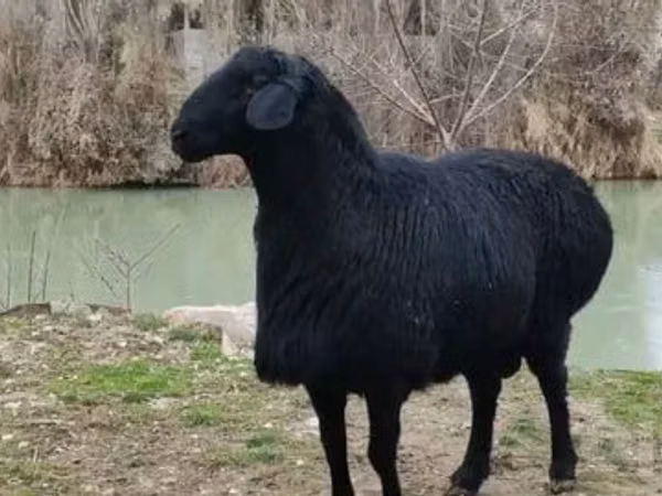 Ram, Hissar sheep — Uzbekistan