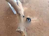 ፍየሎች (ቡድን፣ ጾታ አልተጠቀሰም), Goats — ፎቶ 3