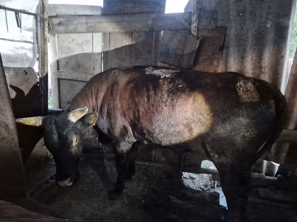 Bull, Cattle — Kazakhstan