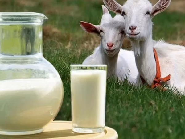 Goat, Goats — Kazakhstan