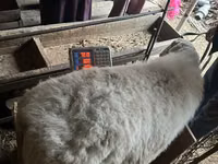 암양, 양 — 사진 7