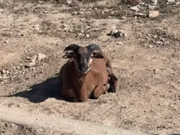 Ram, Cameroon sheep