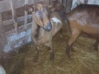 Keçi, Nubian Goat — foto 3