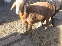 Sheep, Arashan sheep — photo 2