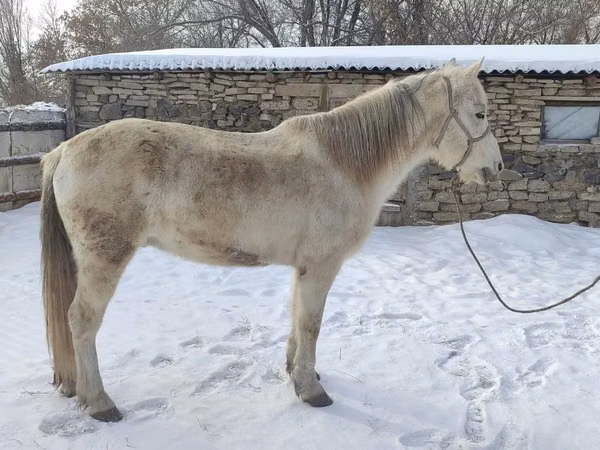 اسب نر, Kazakh horse