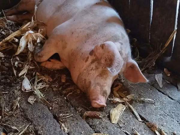 Boar, Pigs — Moldova