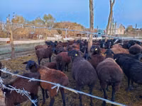 Sheep, Edilbay sheep — photo 1