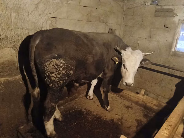 Bull, Kazakh White-headed cow