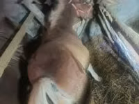 فرس, Haflinger — الصورة 4