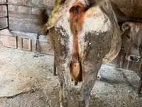 Cow, Cattle — photo 2