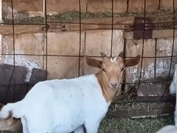 Mbuzi dume, Boer goat — Hungaria