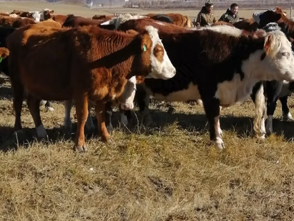 Vache, Bovins — Russie