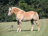 Horse (M), Haflinger — photo 2