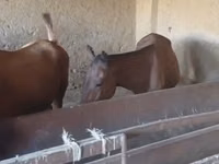 Ձի, Kazakh horse — լուսանկար 3