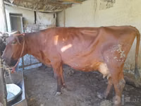 Cow, Red Estonian cattle — photo 3