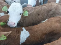 Toro, Simmental cattle — foto 1