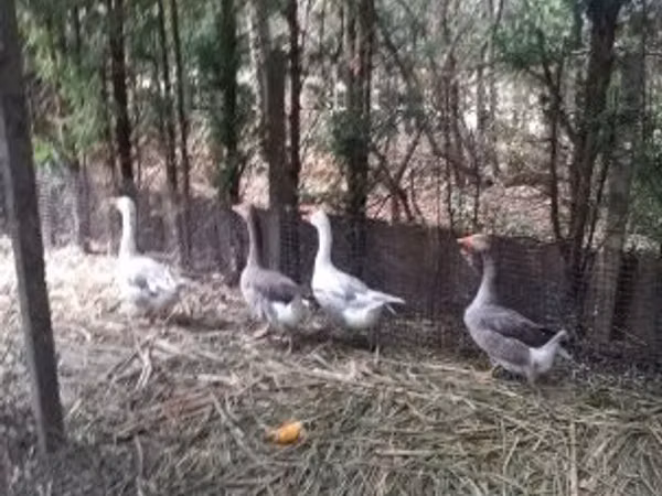 Geese — Hungary