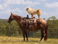 Horse (M), Quarter Horse — photo 3