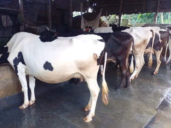 Cow, Cattle — Bangladesh