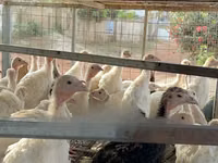 Turkeys — foto 3