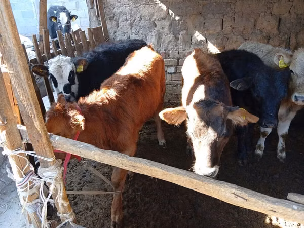 Toro, Bovini