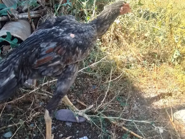 Chickens — Kârgâzstan