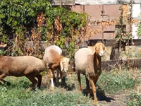 قوچ, Rhon sheep — عکس 1