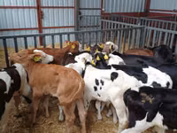 Bou, Bovine — foto 1