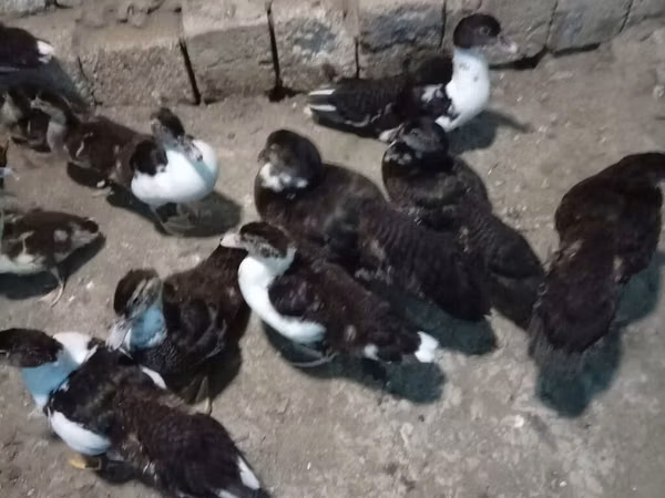 Ducks — Azerbaïdjan