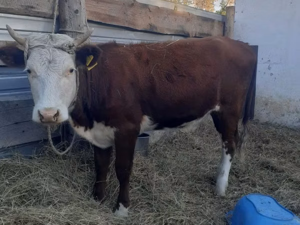 Cow, Simmental cattle — Kazakhstan