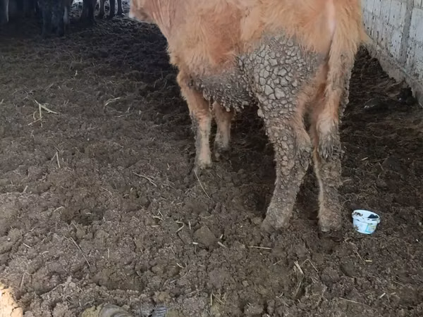 Tehén, Aberdeen-Angus