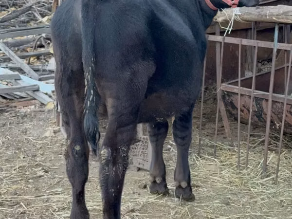 Bull, Aberdeen-Angus